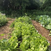 Come Grow with Us at South Pine Street Farm!