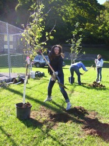 Planting Fruit Trees Hasbrouck Park